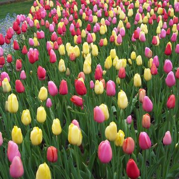 Tulipes Darwin en mélange bulbes