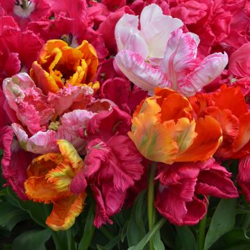 Tulipes Perroquet en mélange bulbes