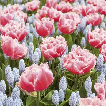 Assortiment Manon : muscari tulipe