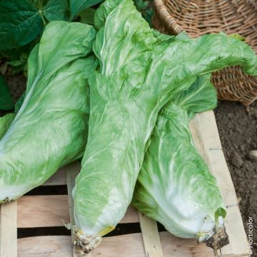 Chicorée à feuilles améliorées Pain de sucre