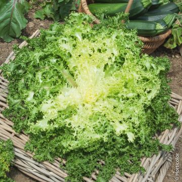 Chicorée frisée de Meaux