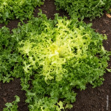 Chicorée frisée De Ruffec - Cichorium endivia var. crispum