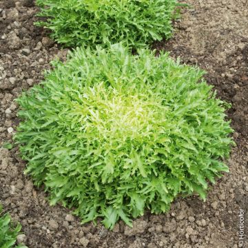 Chicorée frisée très fine maraîchère 3