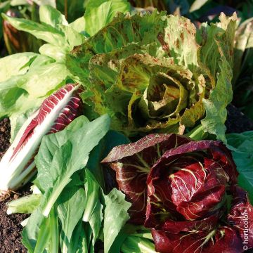 Chicorée à feuilles sauvage en mélange