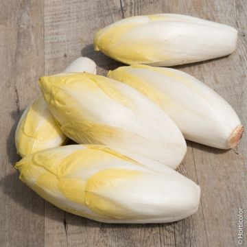 Chicorée Endive Witloof Crenoline HF1