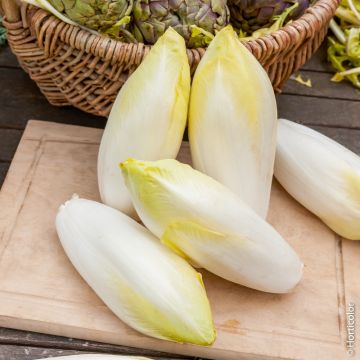 Chicorée Endive Witloof Zoom HF1