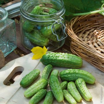 Cornichon Parigyno HF1