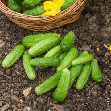 Cornichon vert Petit de Paris