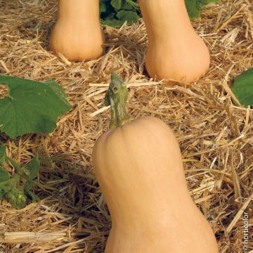 Courge Musquée Waltham Butternut
