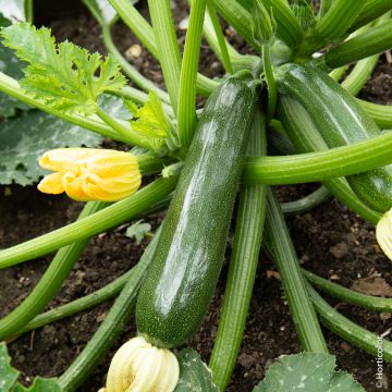 Courgette BELOR
