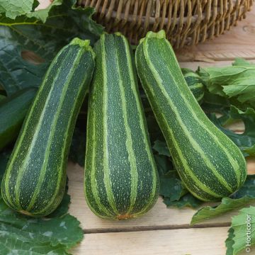 Courgette non coureuse d'Italie