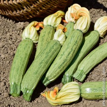 Courgette Adrielle F1