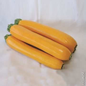 Courgette Orelia HF1