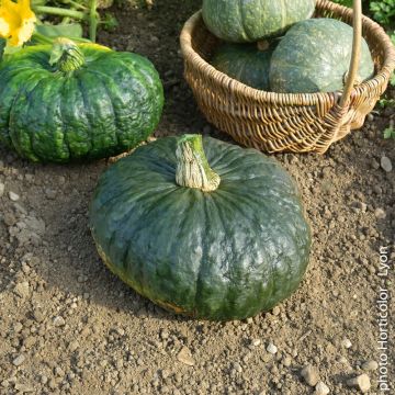 Courge Marina Di Chioggia