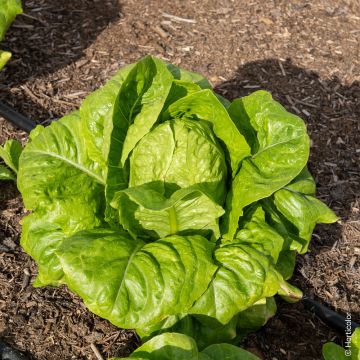 Laitue romaine Blonde maraîchère