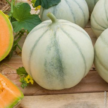 Melon Savor HF1