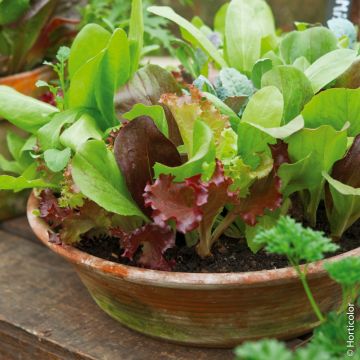 Mesclun