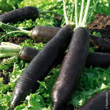 Radis noir Gros Long d'Hiver