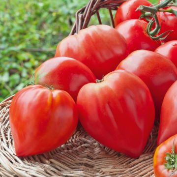 Tomate Cœur de Bœuf BIO