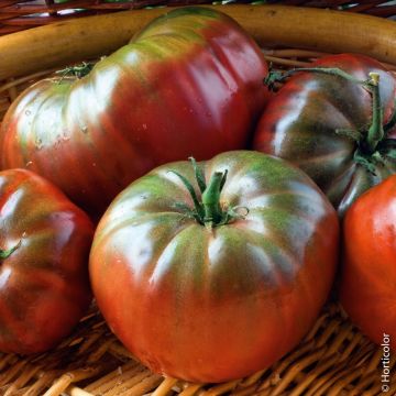 Tomate Noire de Crimée