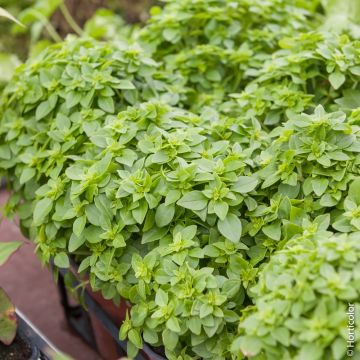 Basilic vert fin BIO pour potagers d'intérieur