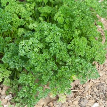 Persil frisé vert foncé