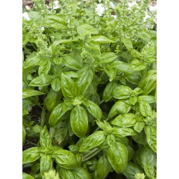 Basilic Genovese BIO