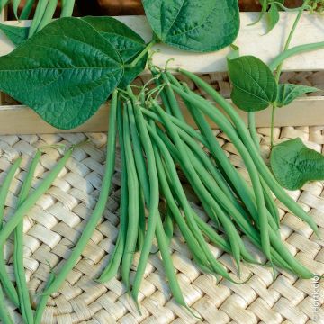 Haricot nain mangetout Facila