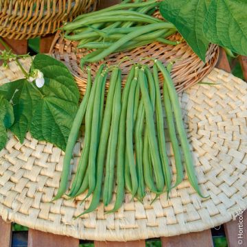 Haricot nain mangetout Primel