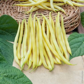 Haricot nain mangetout de Rocquencourt