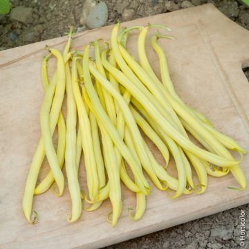 Haricot nain mangetout Goussdor
