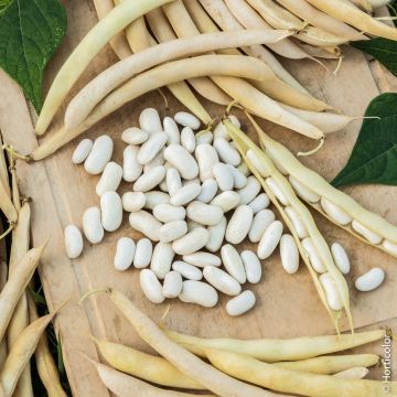 Haricot nain à écosser Michelet à longue cosse