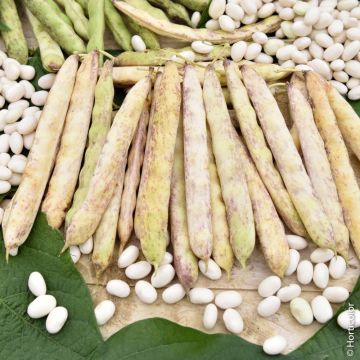 Haricot nain à écosser Cocagne Type Paimpolais