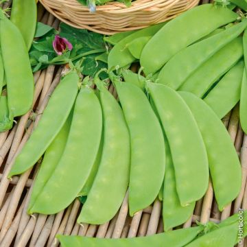 Pois demi-nain mangetout Carouby de Maussane