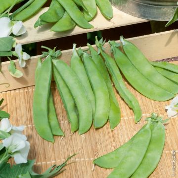 Pois demi-nain mangetout Normand
