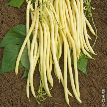 Haricot à rames mangetout Monte Gusto