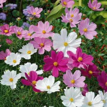 Cosmos Sensation nain varié