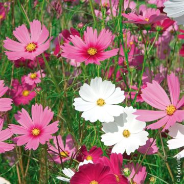 Cosmos Sensation varié