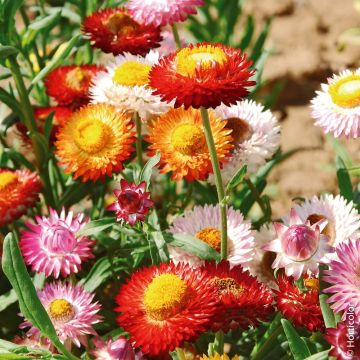 Immortelle à Bractées variée