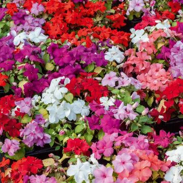 Impatiens Hybride varié