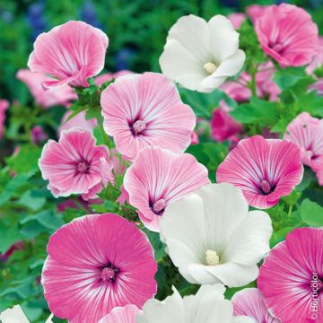 Lavatère variée à grandes fleurs