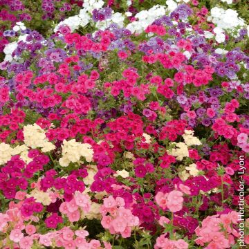 Phlox de Drummond à grandes fleurs variées