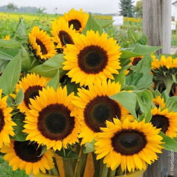 Tournesol à fleur géante