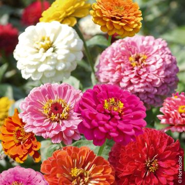 Zinnia géant de Californie