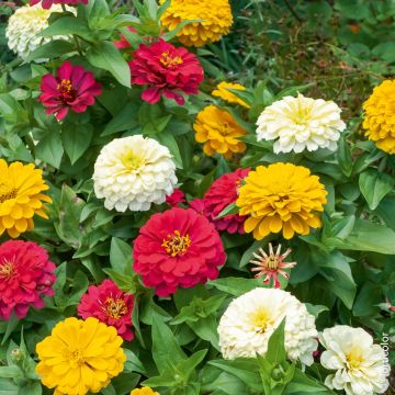 Zinnia Lilliput varié