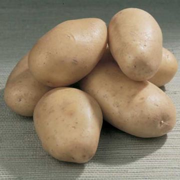 Pomme de terre Bintje