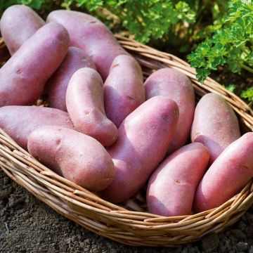 Pomme de terre Chérie