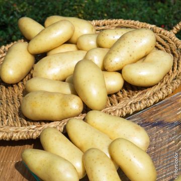 Pomme de terre Amandine