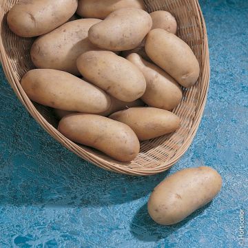 Pomme de terre Belle de Fontenay