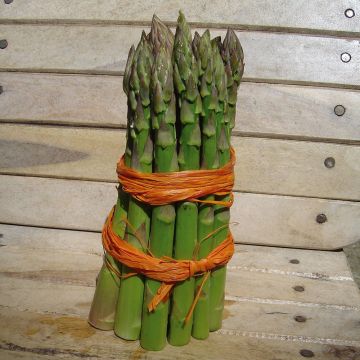 Asperge Voltaire Hybride